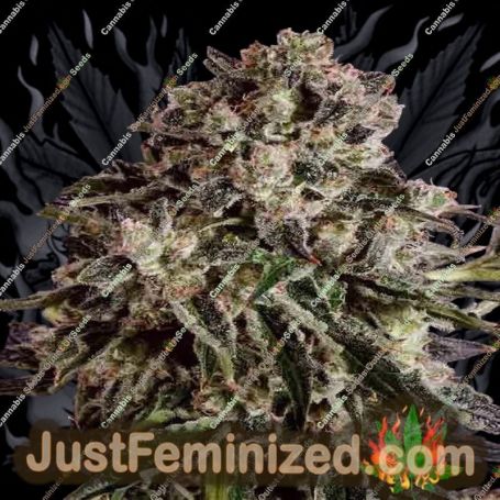 Bubbleberry by Sagarmatha Seeds Cannabis Seeds For Sale at Just Feminized