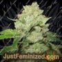 California Train Wreck by Sagarmatha Seeds Cannabis Seeds For Sale at Just Feminized