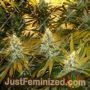 Chunky Skunk by Sagarmatha Seeds Cannabis Seeds For Sale at Just Feminized