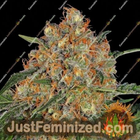 Orange Sherbert by Barneys Farm Cannabis Seeds For Sale at Just Feminized