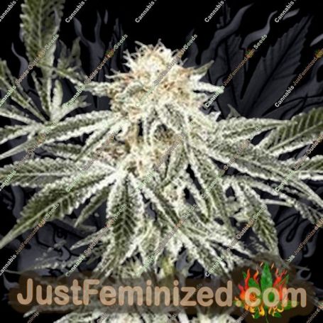 Gardeners Choice by Sagarmatha Seeds Cannabis Seeds For Sale at Just Feminized