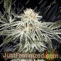 Gardeners Choice by Sagarmatha Seeds Cannabis Seeds For Sale at Just Feminized