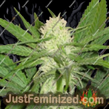 Honolulu Haze by Sagarmatha Seeds Cannabis Seeds For Sale at Just Feminized