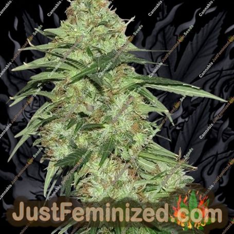 Indica XXL by Sagarmatha Seeds Cannabis Seeds For Sale at Just Feminized