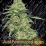 Indica XXL by Sagarmatha Seeds Cannabis Seeds For Sale at Just Feminized