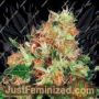Mangolian Indica by Sagarmatha Seeds Cannabis Seeds For Sale at Just Feminized