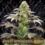 Matanuska Tundra by Sagarmatha Seeds Cannabis Seeds For Sale at Just Feminized