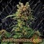 Midnight Blue by Sagarmatha Seeds Cannabis Seeds For Sale at Just Feminized