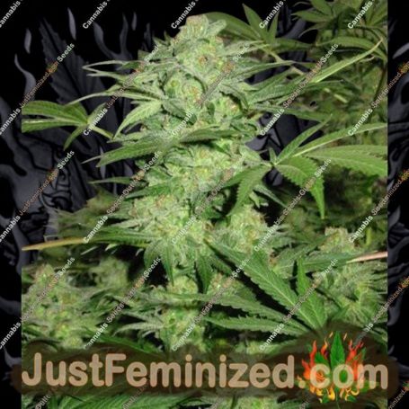 Northern Lights No.9 by Sagarmatha Seeds Cannabis Seeds For Sale at Just Feminized