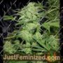 Northern Lights No.9 by Sagarmatha Seeds Cannabis Seeds For Sale at Just Feminized