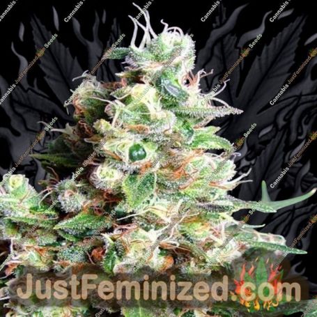 NY Diesel by Sagarmatha Seeds Cannabis Seeds For Sale at Just Feminized