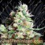 NY Diesel by Sagarmatha Seeds Cannabis Seeds For Sale at Just Feminized
