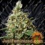 Peppermint Kush by Barneys Farm Cannabis Seeds For Sale at Just Feminized