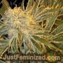 OGNL by Sagarmatha Seeds Cannabis Seeds For Sale at Just Feminized