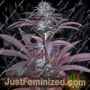 Purple Pinecone by Sagarmatha Seeds Cannabis Seeds For Sale at Just Feminized