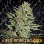 Quick Fix by Sagarmatha Seeds Cannabis Seeds For Sale at Just Feminized