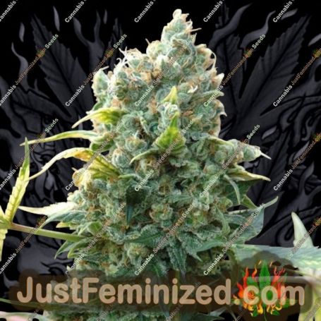 Santa Cruz Kush by Sagarmatha Seeds Cannabis Seeds For Sale at Just Feminized