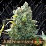 Santa Cruz Kush by Sagarmatha Seeds Cannabis Seeds For Sale at Just Feminized