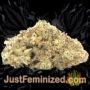 Santa Cruz Kush by Sagarmatha Seeds Buds Weed Ganja Skunk Pot Reefer Dope Herb Pics Images