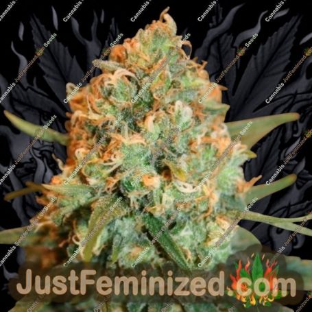 Silver Shadow Haze by Sagarmatha Seeds Cannabis Seeds For Sale at Just Feminized