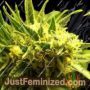 Skunk Wreck by Sagarmatha Seeds Cannabis Seeds For Sale at Just Feminized