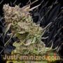 Peyote Cookies by Barneys Farm Cannabis Seeds For Sale at Just Feminized