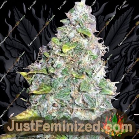 Smurfberry Auto by Sagarmatha Seeds Cannabis Seeds For Sale at Just Feminized