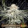 Solo Ryder Auto by Sagarmatha Seeds Cannabis Seeds For Sale at Just Feminized