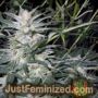 Star Ryder Auto by Sagarmatha Seeds Cannabis Seeds For Sale at Just Feminized