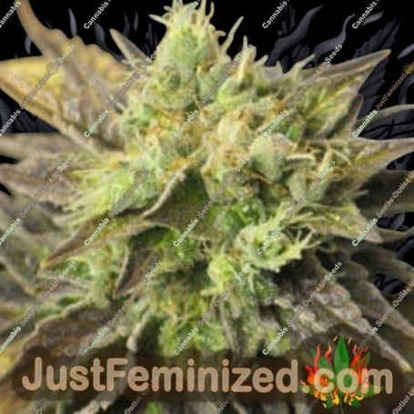Strawberry D-Lite by Sagarmatha Seeds Cannabis Seeds For Sale at Just Feminized