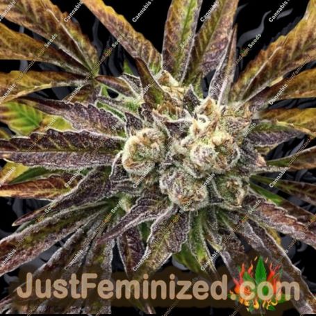 Stuporsonic Auto by Sagarmatha Seeds Cannabis Seeds For Sale at Just Feminized