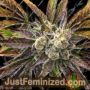 Stuporsonic Auto by Sagarmatha Seeds Cannabis Seeds For Sale at Just Feminized