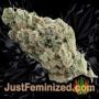 Stuporsonic Auto by Sagarmatha Seeds Buds Weed Ganja Skunk Pot Reefer Dope Herb Pics Images