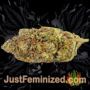 Union Jack by Sagarmatha Seeds Buds Weed Ganja Skunk Pot Reefer Dope Herb Pics Images