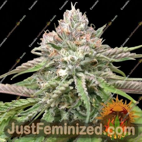 Peyote Critical by Barneys Farm Cannabis Seeds For Sale at Just Feminized