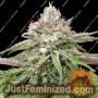 Peyote Critical by Barneys Farm Cannabis Seeds For Sale at Just Feminized