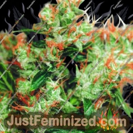 Western Winds by Sagarmatha Seeds Cannabis Seeds For Sale at Just Feminized