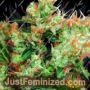 Western Winds by Sagarmatha Seeds Cannabis Seeds For Sale at Just Feminized