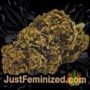 Peyote Critical by Barneys Farm Buds Weed Ganja Skunk Pot Reefer Dope Herb Pics Images