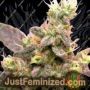 Yumbolt by Sagarmatha Seeds Cannabis Seeds For Sale at Just Feminized