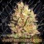 Crazy Miss Hyde by Samsara Cannabis Seeds For Sale at Just Feminized