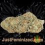 Crazy Miss Hyde by Samsara Buds Weed Ganja Skunk Pot Reefer Dope Herb Pics Images