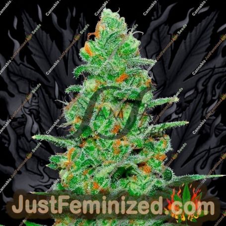 Crazy Miss Hyde Auto by Samsara Cannabis Seeds For Sale at Just Feminized