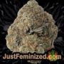 El Alquimista by Samsara Buds Weed Ganja Skunk Pot Reefer Dope Herb Pics Images