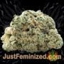El Alquimista by Samsara Buds Weed Ganja Skunk Pot Reefer Dope Herb Pics Images