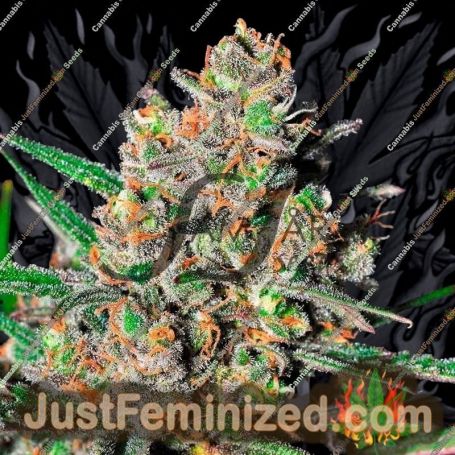 Green Love Potion by Samsara Cannabis Seeds For Sale at Just Feminized
