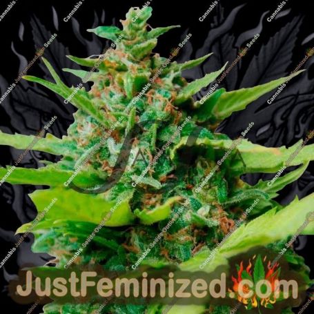 Kiss Dragon by Samsara Cannabis Seeds For Sale at Just Feminized