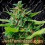 Kiss Dragon by Samsara Cannabis Seeds For Sale at Just Feminized