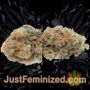 Kiss Dragon by Samsara Buds Weed Ganja Skunk Pot Reefer Dope Herb Pics Images