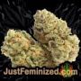 Kiss Dragon by Samsara Buds Weed Ganja Skunk Pot Reefer Dope Herb Pics Images
